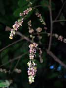 Flower  Cupaniopsis flagelliformis var.australis