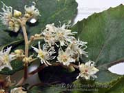 Flower Commersonia fraseri