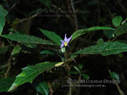 Flower Commersonia fraseri