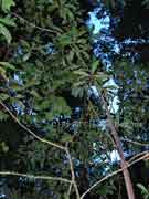 Brush Pepperbush Tasmannia insipida