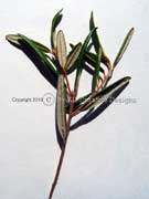 Brush Wedding Bush Ricinocarpos speciosus Leaves