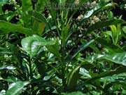 Cassowary Plum Cerbera floribunda Foliage