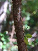 Chain Fruit Alyxia ruscifolia Bark