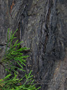 Callitris columellaris Coastal Cypress Pine Bark