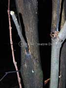 Twin-leaved Coogera Arytera distylis Bark