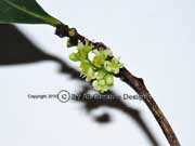 Denhamia celastroides Flower