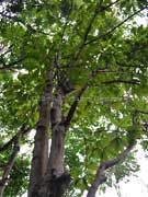 Doughwood Acronychia octandra Foliage