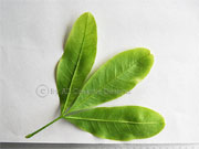Doughwood Acronychia octandra Leaf lower surface