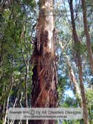 Blue Mountain Ash Eucalyptus oreades Bark