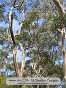 Blue Mountain Ash Eucalyptus oreades