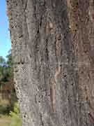 Coastal Ironbark Eucalyptus siderophloia Bark