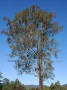 Coastal Ironbark Eucalyptus siderophloia