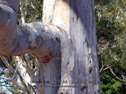 Bark of Eucalyptus punctata Grey Gum