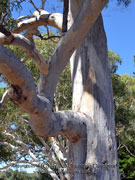 Eucalyptus punctata Grey Gum Trunk