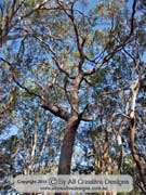 Corymbia gummifera Red Bloodwood Tree