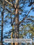 Shinning Gum Eucalyptus nitens Bark