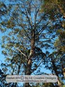 Shinning Gum Eucalyptus nitens