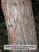 Bark of Southern Mahogany Eucalyptus botryoides