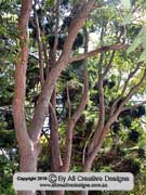 Southern Mahogany Eucalyptus botryoides