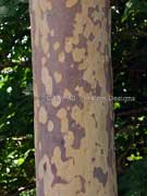 Spotted Gum Eucalyptus maculata Bark