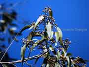 Spotted Gum Eucalyptus maculata Buds