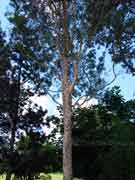 Spotted Gum Eucalyptus maculata