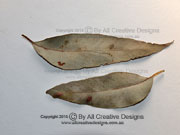 Eucalyptus eugenioides Thin-leaved Stringybark Leaves