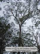 Eucalyptus obliqua Messmate