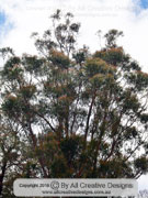 Narrow-leaved Peppermint Eucalyptus radiata subspecies sejuncta