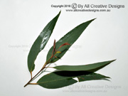 Leaves of Narrow-leaved Peppermint Eucalyptus radiata
