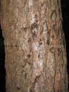Swamp Mahogany Eucalyptus robusta Bark