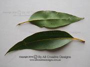 Swamp Mahogany Eucalyptus robusta Leaves