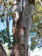 Eucalyptus torelliana Bark