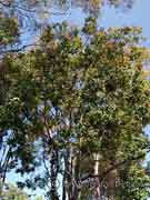 Cadaghi, Cadaga, Eucalyptus torelliana
