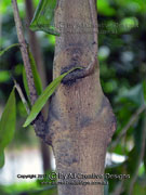 False Gardenia Atractocarpus sessilis Bark