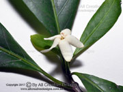 Atractocarpus sessilis Flower