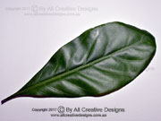 False Gardenia Atractocarpus sessilis Leaf