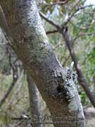 Banksia oblongifolia Bark