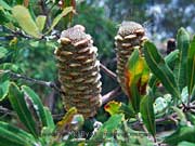 Banksia oblongifolia Fruit