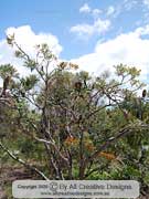 Fern-leaved Banksia, Banksia oblongifolia