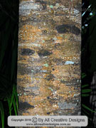 Bark of Fishtail Silky Oak Neorites kevedianus