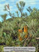 Hairpin Banksia, Banksia spinulosa