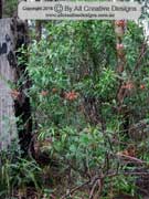 Dodonaea megazyga Hop Bush Species