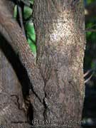 Pointed Boobialla Myoporum acuminatum Bark