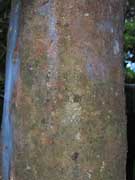 Red Sandalwood Bark Adenanthera pavonina