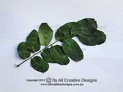 Red Sandalwood Adenanthera pavonina Leaf