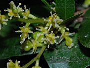 Flower of Small-leaved Coogera Arytera microphylla