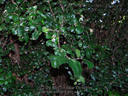 Small-leaved Coogera Arytera microphylla Foliage