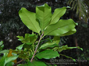 Southern Corynocarpus rupestris Foliage