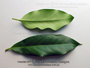 Corynocarpus rupestris Leaves